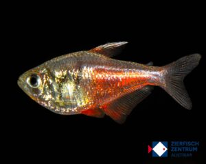 Hyphessobrycon flammeus