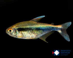 Hyphessobrycon herbertaxelrodi