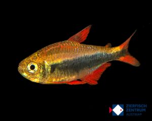 Hyphessobrycon margitae