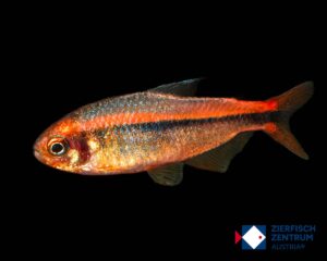 Hyphessobrycon myrmex