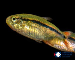 Hyphessobrycon comodoro