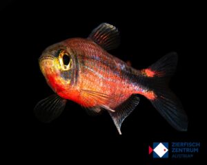 Hyphessobrycon sp. infernalis