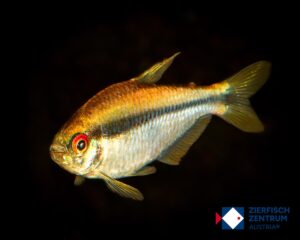 Hyphessobrycon sp. notidanos ‚red eye’