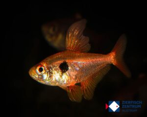 Megalamphodus sweglesi