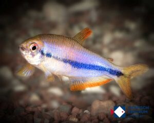 Inpaichthys sp. red eye