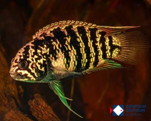 Nannacara adoketa Cuiari