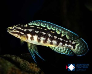 Julidochromis marlieri magara