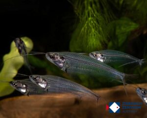 Kryptopterus bicirrhis