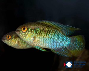 Laetacara cf. flanannellus