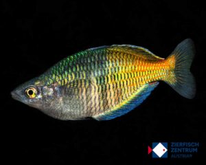 Melanotaenia boesemani M