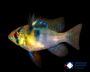 Mikrogeophagus ramirezi