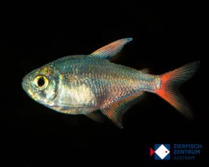 Moenkhausia columbiana "RED"