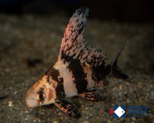 Myxocyprinus asiaticus