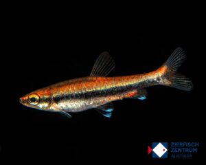 Nannostomus beckfordi „red“
