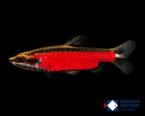 Nannostomus sp. Cenepa