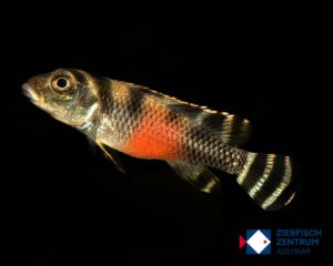 Nanochromis transvestitus