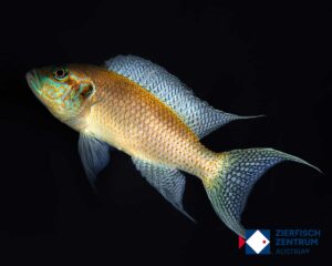 Neolamprologus brichardi