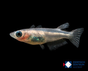 Oryzias latipes White-black