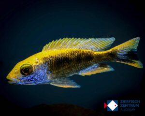 Otopharynx lithobates Sulphur Head