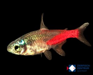 Paracheirodon innesi diamant