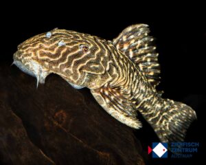 Parancistrus sp. araguari LDA046