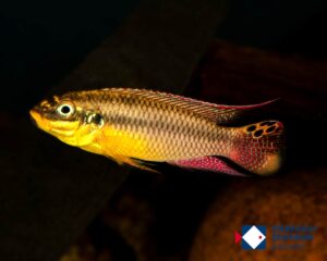 Pelvicachromis kribensis konya