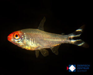 Petitella rhodostomus