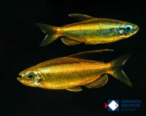 Phenacogrammus aurantiacus