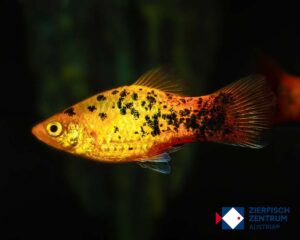 Xiphophorus maculatus gold leopard