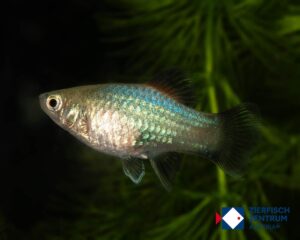 Xiphophorus maculatus wagtail blue