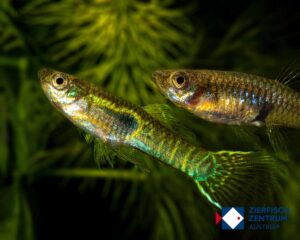 Poecilia wingei blue tiger