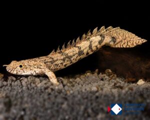 Polypterus endlicherii