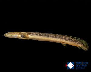 Polypterus retropinnis