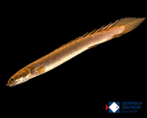 Polypterus senegalus