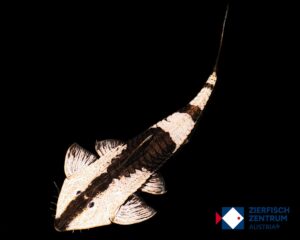 Pseudohemiodon sp. chameleon (Peru) L