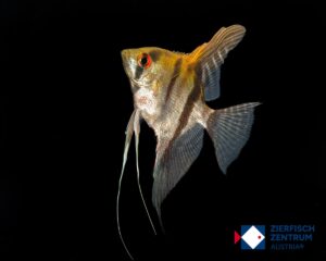 Pterophyllum scalare Rio Nanay