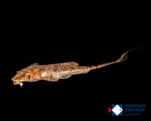 Rineloricaria beni