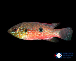 Rubricatochromis stellifer
