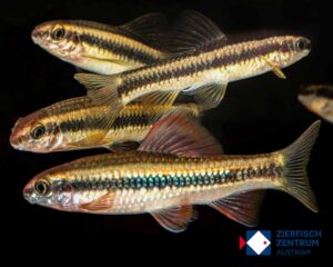 Sarcocheilichthys parvus