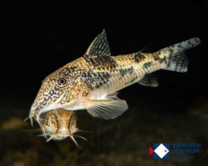 Scleromystax sp. CW198