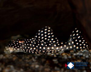 Scobinancistrus sp. Resex do Xingu 1