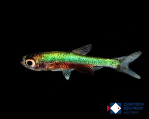 Sundadanio cf. axelrodi Blue