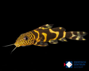 Synodontis eupterus