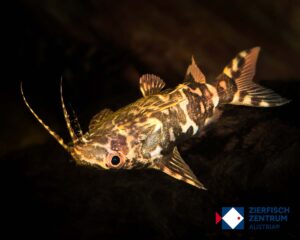 Synodontis nigriventus