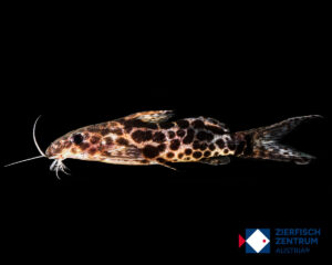Synodontis soloni