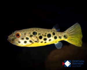 Tetraodon schoutedeni