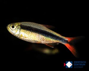 Thayeria sp. Red Fin Rio Teles