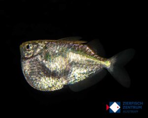 Thoracocharax  securis (stellatus)