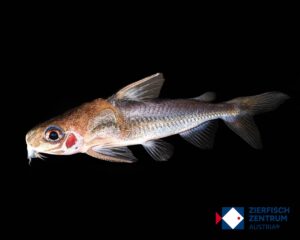 Trachydoras spec. amazonas iquitos