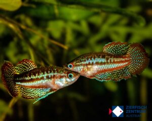 Trichopsis schalleri